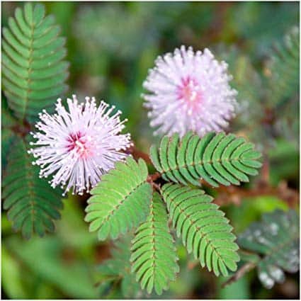 10 Amazing Herbs That Strengthen Your Digestion; Mimosa Pudica