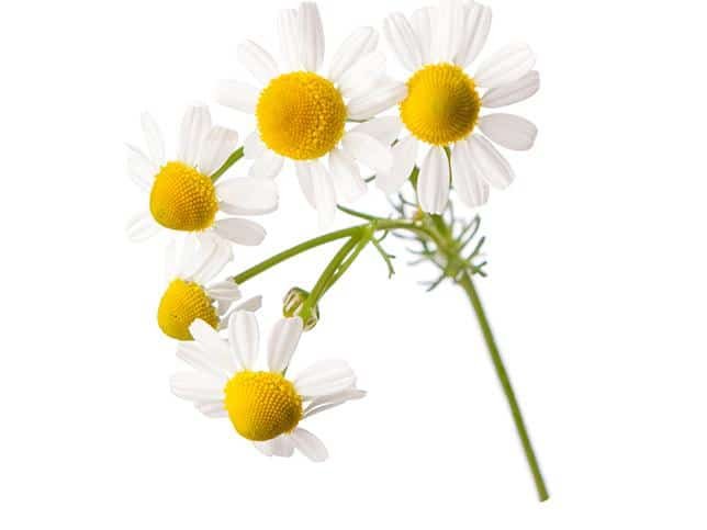 0 Amazing Herbs That Strengthen Your Digestion; Chamomile